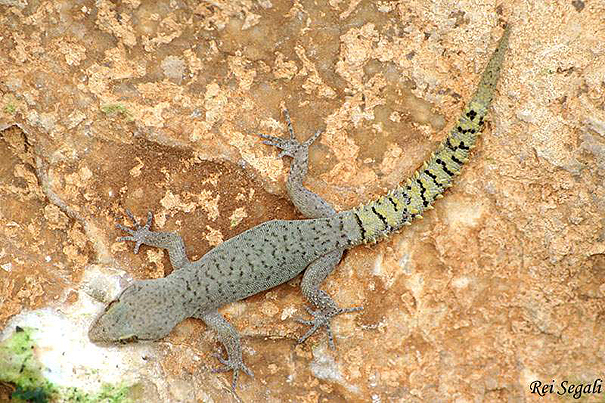  שממית החרמון Hermon Bowfoot Gecko                            Crytopodion Amictopholis הר החרמון מאי 2007